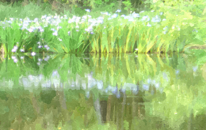 Louisiana iris at Blackwell's pond